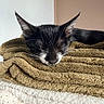 cat, black_and_white, sleeping, sleepy, whiskers, ears, animal, pet, blanket, towels, textile, cozy, indoors, portrait, closeup, resting, relaxed, fluffy, bedding, home