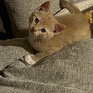 Tater Tot is registered to the contest to win money with this photo: kitten, cat, pet, feline, cute, indoor, couch, beige, fur, young, animal, whiskers, playful, resting, domestic, cozy, soft, ears, tail, curious