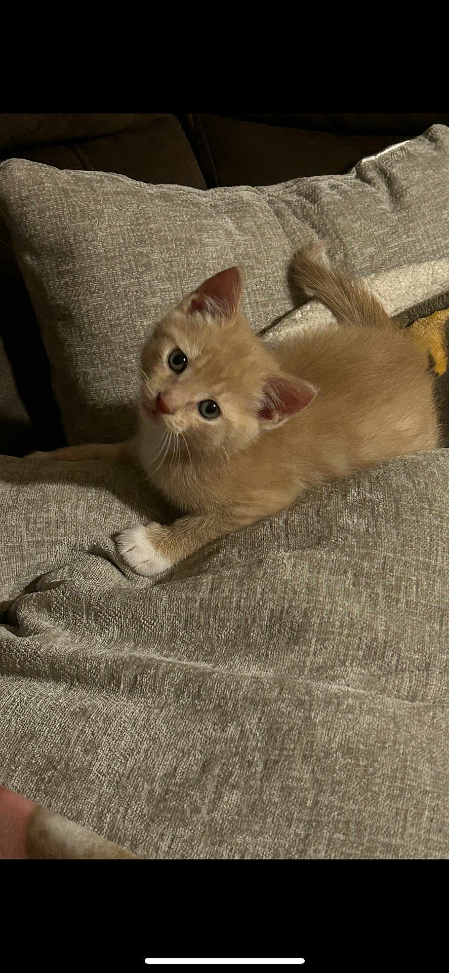 Tater Tot is registered to the contest to win money with this photo: kitten, cat, pet, feline, cute, indoor, couch, beige, fur, young, animal, whiskers, playful, resting, domestic, cozy, soft, ears, tail, curious