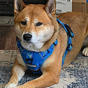Bowzer joined the competition — help win amazing prizes! dog, shiba_inu, pet, animal, canine, harness, blue_harness, lying_down, floor, rug, indoor, brown_fur, white_fur, ears, paws, portrait, closeup, domestic_animal, relaxed, looking_at_camera