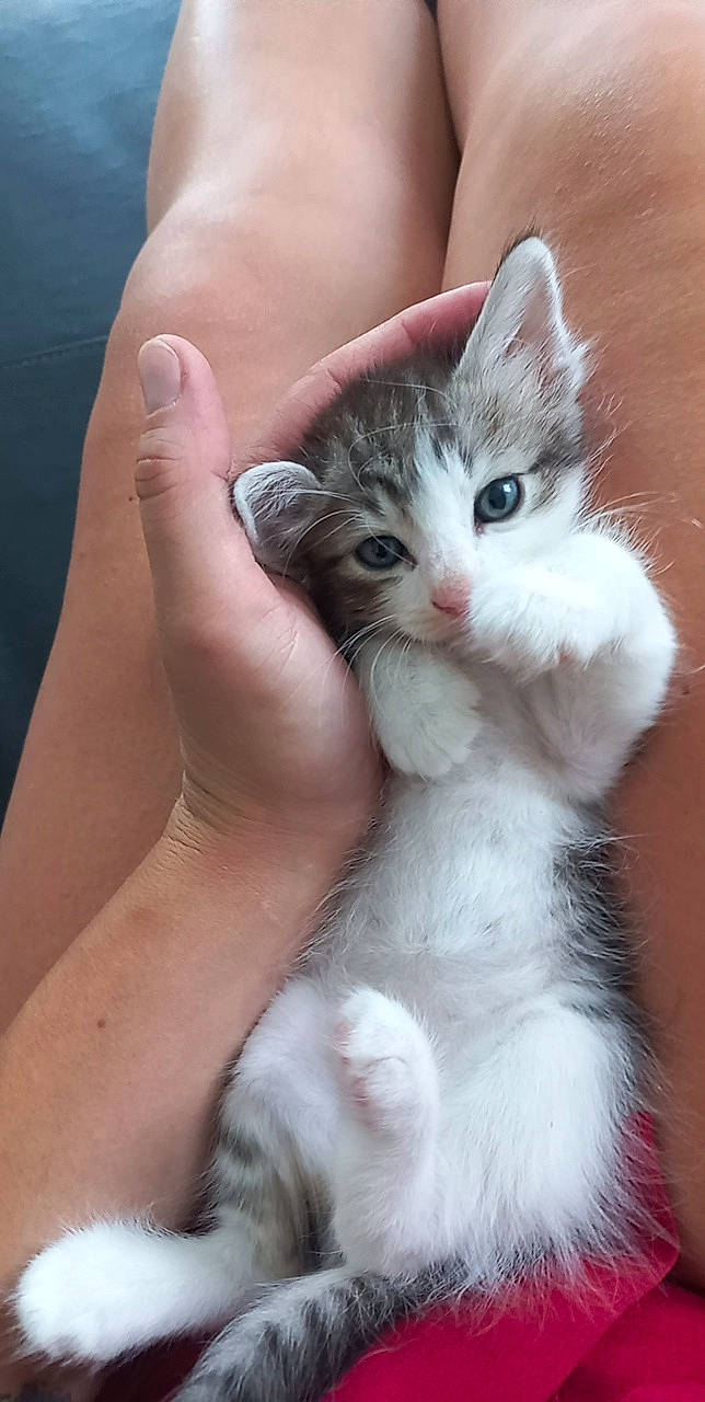 Guimauve a rejoint le concours — aidez-le/la à gagner de superbes lots ! carnivore, cat, claw, domestic_short_haired_cat, fawn, felidae, finger, foot, fur, gesture, hand, human_leg, nail, paw, small_to_medium_sized_cats, snout, tail, thumb, whiskers