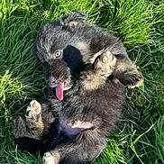 Billy is registered to the contest to win money with this photo: puppy, dog, grass, playful, tongue_out, blue_eyes, black_fur, cute, young, outdoor, sunlight, animal, pet, fur, paw, nature, lying_down, happy, small, adorable
