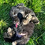 puppy, dog, grass, playful, tongue_out, blue_eyes, black_fur, cute, young, outdoor, sunlight, animal, pet, fur, paw, nature, lying_down, happy, small, adorable