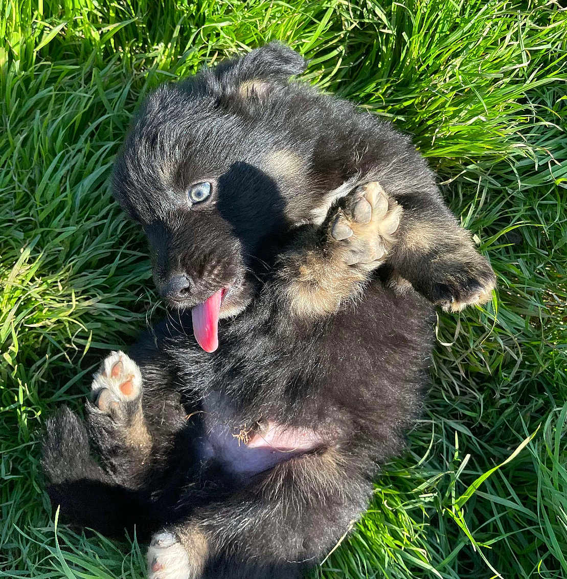 Billy is registered to the contest to win money with this photo: puppy, dog, grass, playful, tongue_out, blue_eyes, black_fur, cute, young, outdoor, sunlight, animal, pet, fur, paw, nature, lying_down, happy, small, adorable