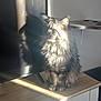 Spike a rejoint le concours — aidez-le/la à gagner de superbes lots ! animal, cabinet, cat, ears, feline, fluffy, fur, home_interior, indoor, light_and_shadow, pet, quiet, resting, shadow, still_life, sunlight, table, television, whiskers, wooden_surface