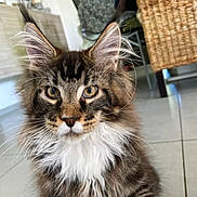 Ares participe au concours pour gagner de l'argent avec cette photo : cat, maine_coon, pet, feline, fluffy, whiskers, ears, eyes, indoor, floor, tile, furniture, wicker, home, domestic, cute, portrait, animal, mammal, closeup