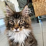 cat, maine_coon, pet, feline, fluffy, whiskers, ears, eyes, indoor, floor, tile, furniture, wicker, home, domestic, cute, portrait, animal, mammal, closeup