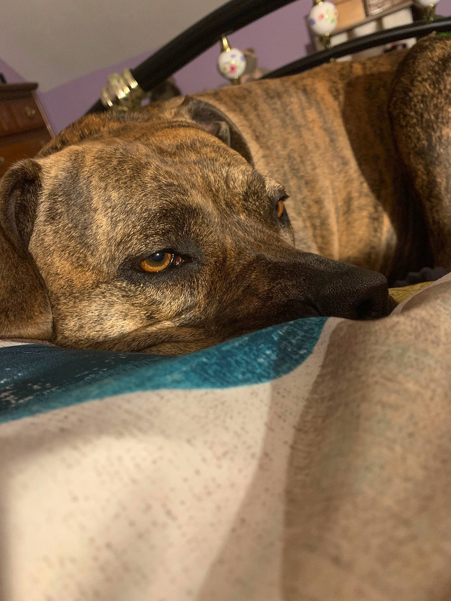 Ruby joined the competition — help win amazing prizes! canidae, carnivore, dog, dog_breed, fawn, mountain_cur, plott_hound, snout, sporting_group