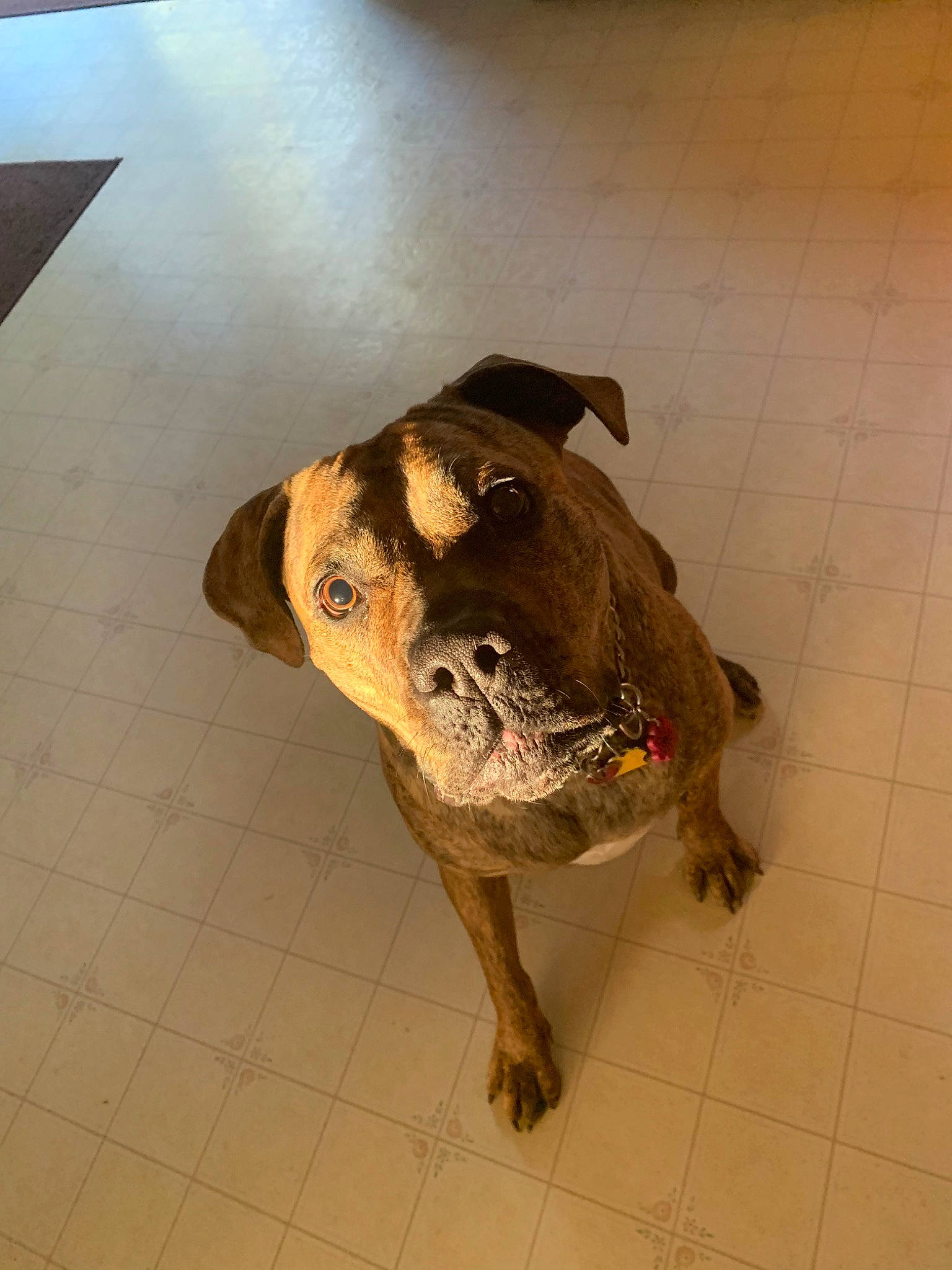 Ruby is registered to the contest to win money with this photo: canidae, carnivore, dog, dog_breed, fawn, floor, plott_hound, snout, sporting_group, tail