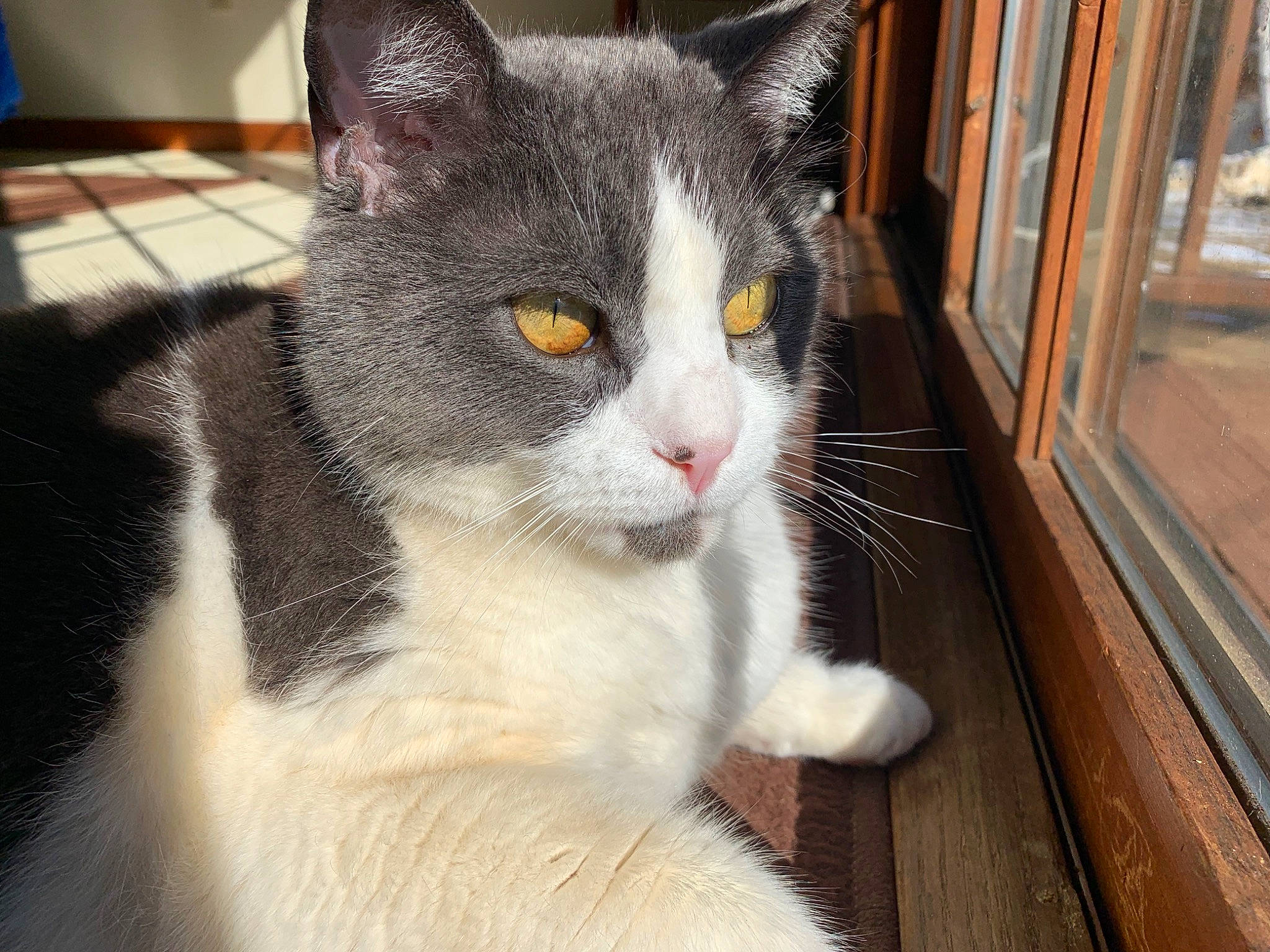 Fluffy is registered to the contest to win money with this photo: aegean_cat, american_wirehair, asian, british_shorthair, carnivore, cat, domestic_short_haired_cat, european_shorthair, felidae, fur, japanese_bobtail, kitten, mammal, polydactyl_cat, small_to_medium_sized_cats, snout, vertebrate, whiskers