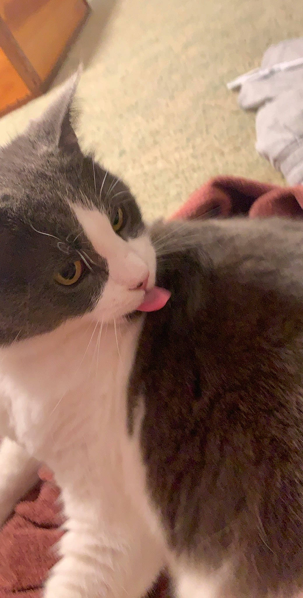 Fluffy is registered to the contest to win money with this photo: aegean_cat, american_wirehair, carnivore, cat, domestic_long_haired_cat, domestic_short_haired_cat, ear, european_shorthair, eye, felidae, fur, mammal, nose, polydactyl_cat, small_to_medium_sized_cats, snout, tail, whiskers