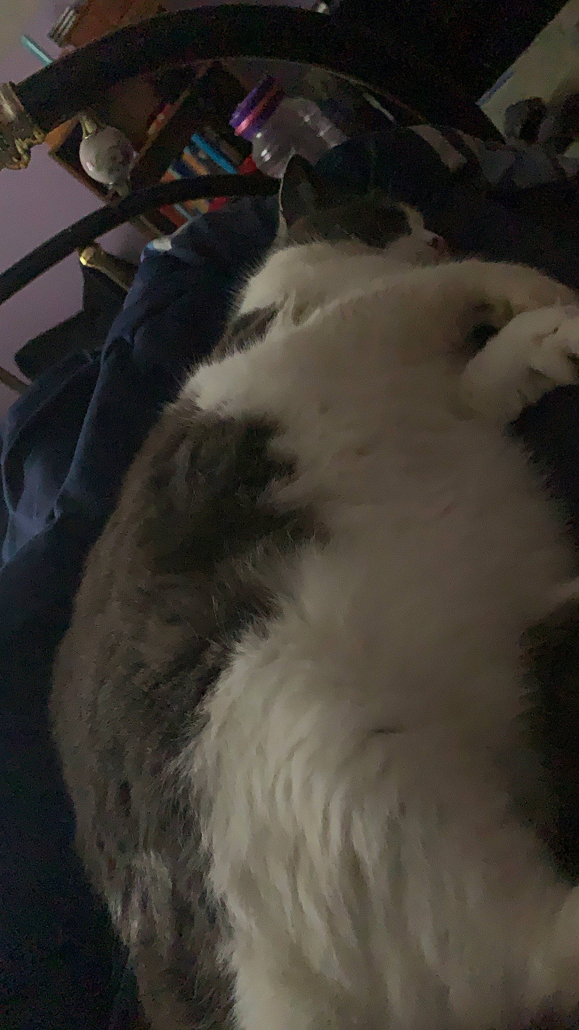 Fluffy joined the competition — help win amazing prizes! canidae, carnivore, cat, felidae, fur, small_to_medium_sized_cats, tail, whiskers