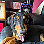 dog, doberman, puppy, tongue_out, black_leather_couch, indoor, close_up, pet, animal, happy, playful, fur, ears, nose, eyes, paws, person_leg, background_decor, colorful, cozy