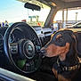 Dante joined the competition — help win amazing prizes! dog, jeep, steering_wheel, car_interior, sunlight, window, collar, seat, dashboard, vehicle, pet, animal, daylight, reflection, side_view, closeup, outdoor_light, transportation, canine, portrait