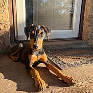 Dante joined the competition — help win amazing prizes! dog, puppy, doberman, animal, pet, outdoor, sunlight, porch, concrete, door, shadow, looking_at_camera, young, brown, black, ears, paws, collar, cute, resting