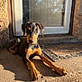 dog, puppy, doberman, animal, pet, outdoor, sunlight, porch, concrete, door, shadow, looking_at_camera, young, brown, black, ears, paws, collar, cute, resting