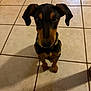 Dante is registered to the contest to win money with this photo: dog, puppy, black, tan, ears, sitting, floor, tile, pet, indoor, looking_up, collar, animal, cute, young, obeying, shadow, companion, curious, domestic