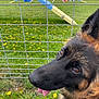 agility_equipment, animal, canine, close_up, dandelions, daylight, dog, ears, fence, field, fur, german_shepherd, grass, muzzle, nature, outdoor, pet, playground, portrait, tongue_out