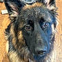 animal, animal_face, brown_eyes, canine, close_up, companion, dog, domestic_animal, ears, friendly, fur, furry, german_shepherd, household, indoor, looking_up, muzzle, pet, portrait, wood_floor