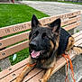 animal, bench, canine, closeup, daylight, dog, fence, german_shepherd, grass, happy, house, leash, memorial, outdoor, park, pavement, pet, resting, tongue_out, tree