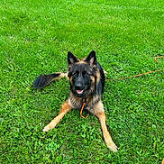 Dublin is registered to the contest to win money with this photo: animal, canine, daylight, dog, ears, field, fur, german_shepherd, grass, greenery, happy, leash, lying_down, nature, outdoor, pet, playful, summer, tail, tongue