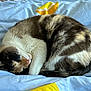 animal, bed, blanket, blue, cat, cozy, curled_up, cute, domestic_animal, fur, indoor, lemon_pattern, pet, relaxation, resting, sleeping, soft, tail, whiskers, yellow