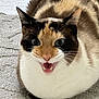 animal, calico, cat, closeup, cute, domestic, expression, eyes, feline, fur, happy, indoor, mammal, mouth_open, pet, portrait, rug, sitting, tabby, whiskers