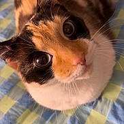 Mayla joined the competition — help win amazing prizes! animal, bed, blanket, calico, cat, close_up, cute, domestic, eyes, fur, indoor, looking_up, mammal, pattern, pet, resting, soft, striped, tabby, whiskers