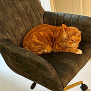 Mr. Peanut joined the competition — help win amazing prizes! animal, cat, chair, cozy, domestic_animal, floor, fur, furniture, home, indoor, legs, looking_down, mammal, office_chair, orange_tabby, pet, relaxed, resting, seated, whiskers