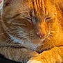 Mr. Peanut joined the competition — help win amazing prizes! adorable, animal, cat, close_up, cozy, cute, domestic_cat, face, feline, fur, indoor, nose, orange_tabby, paw, pet, relaxing, resting, sleeping, whiskers, white_paws