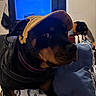 dog, rottweiler, cap, indoor, bed, bedding, pillow, blue_screen, curious, pet, animal, furniture, stuffed_toy, chair, black, brown, collar, leash, curled_ear, household