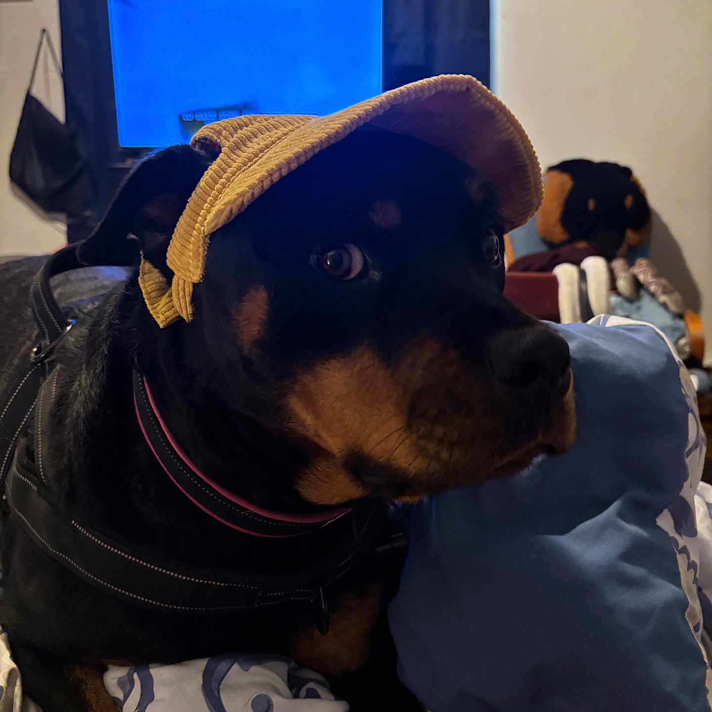 Rosie is registered to the contest to win money with this photo: dog, rottweiler, cap, indoor, bed, bedding, pillow, blue_screen, curious, pet, animal, furniture, stuffed_toy, chair, black, brown, collar, leash, curled_ear, household