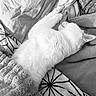Myla a rejoint le concours — aidez-le/la à gagner de superbes lots ! animal, black_and_white, blanket, cat, couch, cozy, cushion, fluffy, home, indoors, nap, paws_up, pet, pillow, relaxed, sleeping, sofa, textured_fabric, upside_down, white_cat