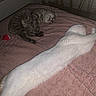 animal, bed, bedroom, blanket, cat, cats, cozy, curled_up, furry, indoors, nighttime, pets, quilt, relaxed, resting, sleeping, stretching, striped_cat, tabby_cat, white_cat