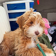 Jax is registered to the contest to win money with this photo: animal, brown_fur, companion, cozy, cute, dog, fluffy, green_clothing, indoor, lap, leash, person, pet, pink_sandals, puppy, relaxed, seat, storage_bin, white_fur, window