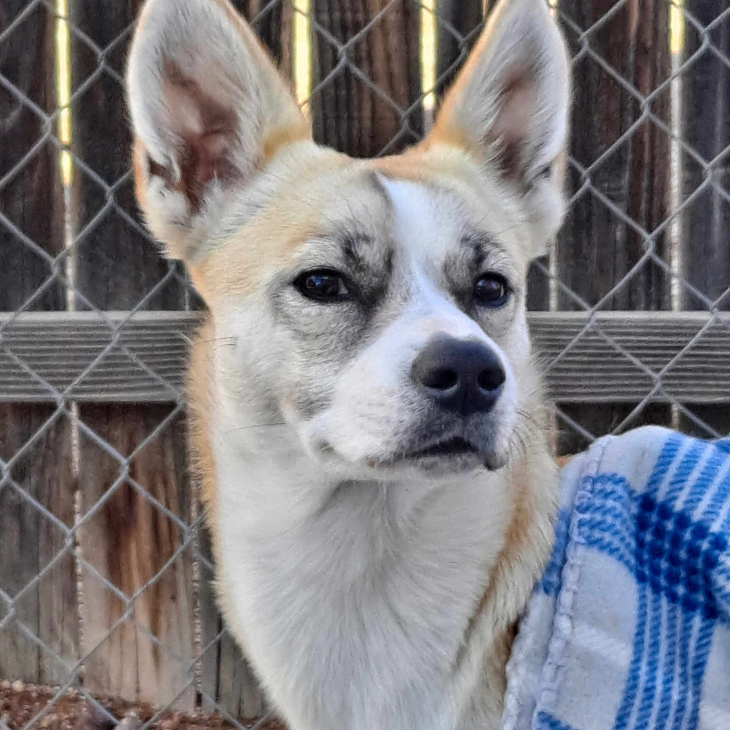 Roodee is registered to the contest to win money with this photo: animal, bulldog, canine, chihuahua, countryside, den, dog, doghouse, eskimodog, fence, hound, husky, indoors, kennel, nature, outdoors, pet, puppy, straw, whitedog