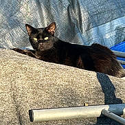 Peteie joined the competition — help win amazing prizes! animal, black_cat, cat, closeup, comfort, daylight, domestic_animal, eyes, feline, fur, metal, nature, outdoor, pet, relaxing, resting, shade, sunlight, tarpaulin, texture