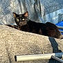 animal, black_cat, cat, closeup, comfort, daylight, domestic_animal, eyes, feline, fur, metal, nature, outdoor, pet, relaxing, resting, shade, sunlight, tarpaulin, texture
