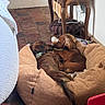 Alfie Et Dorothy participe au concours pour gagner de l'argent avec cette photo : animal, black_fur, blanket, brick_floor, brown_fur, cozy, cuddling, dachshunds, dog_toy, dogs, home, indoors, long_hair, pet_bed, pets, puppies, resting, sleeping, small_dogs, wooden_furniture