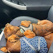 Alfie Et Dorothy participe au concours pour gagner de l'argent avec cette photo : animal_companions, brown_dog, canine, car_interior, car_seat, cozy, curled_up, dogs, fur, harness, indoors, long_hair, patterned_bag, pet, pet_carrier, resting, road_trip, sleeping, two_dogs, vehicle