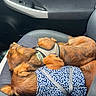 animal_companions, brown_dog, canine, car_interior, car_seat, cozy, curled_up, dogs, fur, harness, indoors, long_hair, patterned_bag, pet, pet_carrier, resting, road_trip, sleeping, two_dogs, vehicle