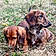 Alfie Et Dorothy