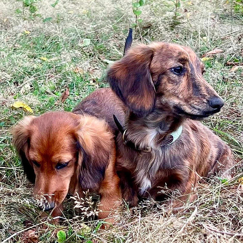 Alfie Et Dorothy
