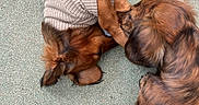 Alfie Et Dorothy participe au concours pour gagner de l'argent avec cette photo : animals, black_fur, brown_fur, carpet, close_up, clothing, cuddling, dachshund, dogs, funny, indoor, knitted_sleeve, long_hair, lying_down, overhead_view, pets, playful, portrait, puppy, sleeping