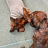 animals, black_fur, brown_fur, carpet, close_up, clothing, cuddling, dachshund, dogs, funny, indoor, knitted_sleeve, long_hair, lying_down, overhead_view, pets, playful, portrait, puppy, sleeping