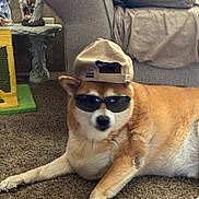 Hatchie is registered to the contest to win money with this photo: dog, shiba_inu, sunglasses, baseball_cap, hat, carpet, couch, living_room, pet, funny, accessory, portrait, paws, fur, relaxed, indoor, furniture, cushion, decor, statue