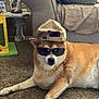 dog, shiba_inu, sunglasses, baseball_cap, hat, carpet, couch, living_room, pet, funny, accessory, portrait, paws, fur, relaxed, indoor, furniture, cushion, decor, statue