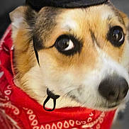 Bonnie joined the competition — help win amazing prizes! dog, corgi, bandana, red_bandana, cowboy_hat, costume, pet, close_up, portrait, big_eyes, nose, fur, cute, adorable, indoor, head_tilt, expression, whiskers, looking_up, accessory