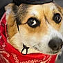 dog, corgi, bandana, red_bandana, cowboy_hat, costume, pet, close_up, portrait, big_eyes, nose, fur, cute, adorable, indoor, head_tilt, expression, whiskers, looking_up, accessory