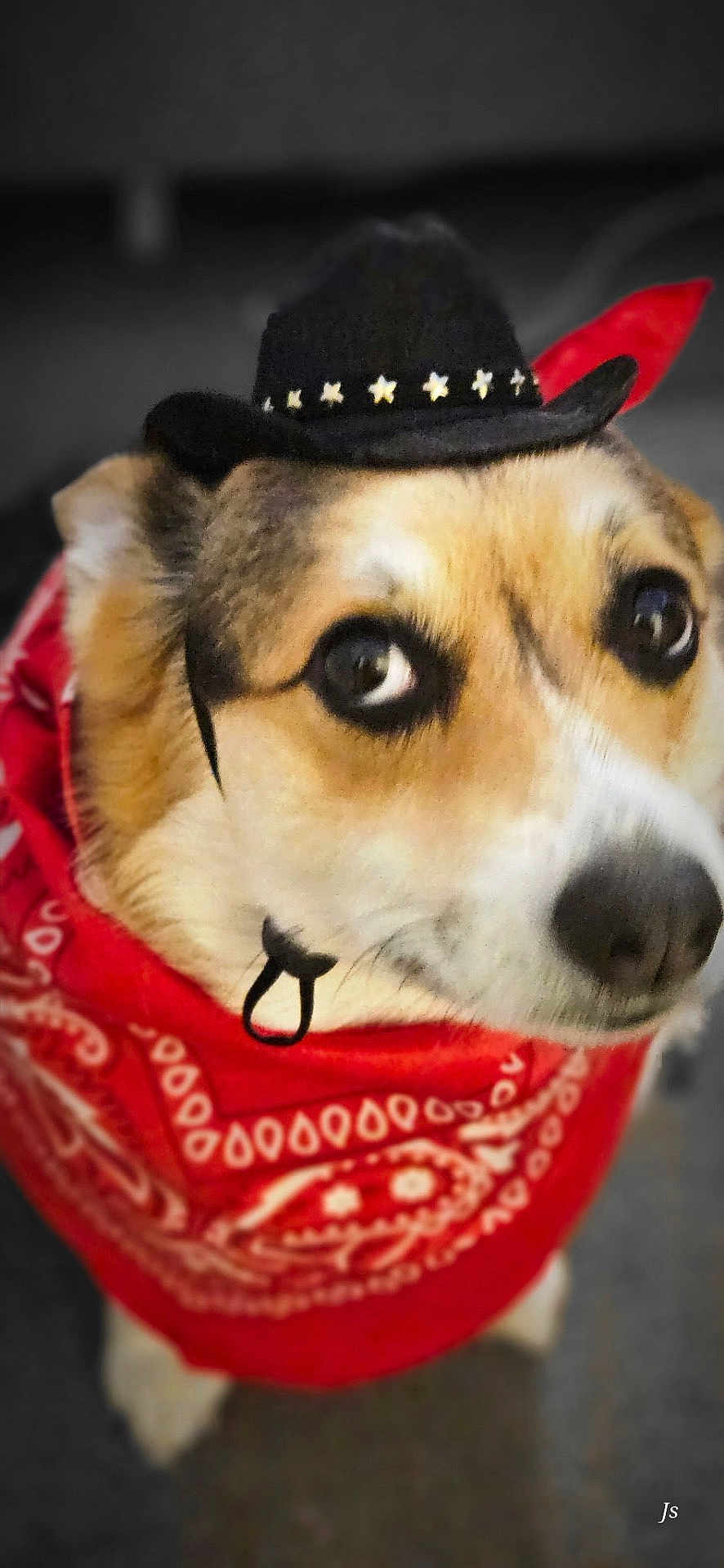Bonnie joined the competition — help win amazing prizes! dog, corgi, bandana, red_bandana, cowboy_hat, costume, pet, close_up, portrait, big_eyes, nose, fur, cute, adorable, indoor, head_tilt, expression, whiskers, looking_up, accessory
